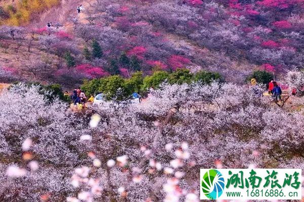 安吉梅花沟什么时候开 附赏花攻略