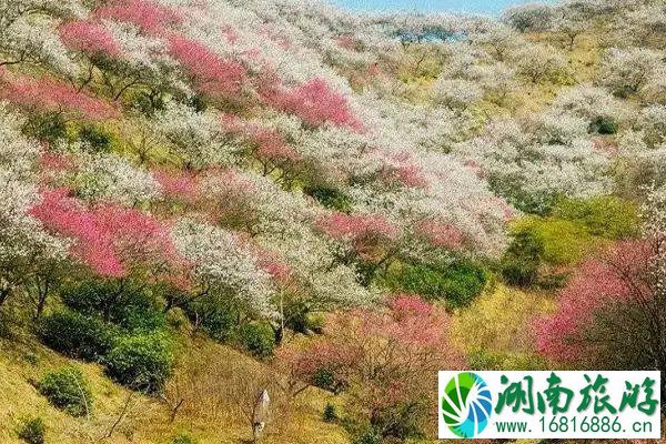 安吉梅花沟什么时候开 附赏花攻略