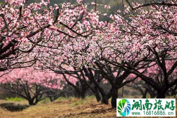 温州春季赏花去哪里 赏花好去处推荐