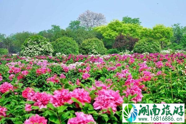 洛阳赏牡丹最好的地方 最佳赏花地点推荐