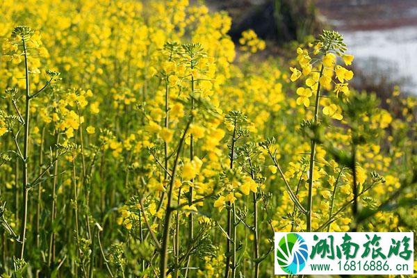 天津周边油菜花海 最佳赏花期