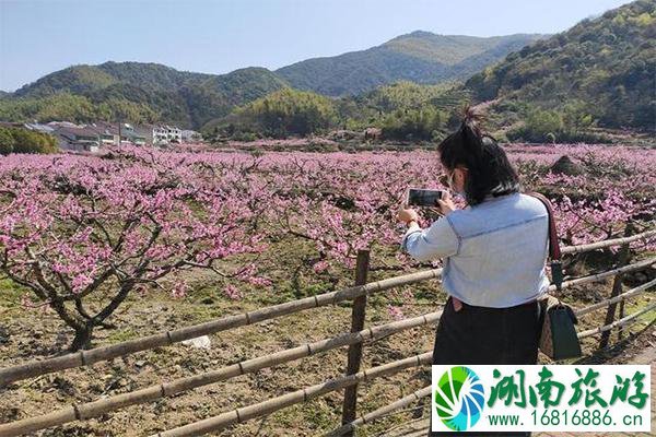 丁宅水蜜桃采摘基地 采摘时间