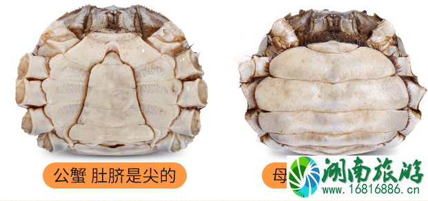 大闸蟹吃公的还是母的 大闸蟹公母都有蟹黄吗