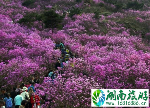 大珠山杜鹃花什么时候开 2022青岛大珠山杜鹃花会时间+地址