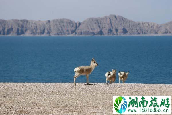 西藏旅游几月份去最合适 七八月西藏旅游攻略