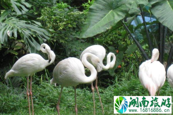 海南热带野生动植物园在哪里-怎么去