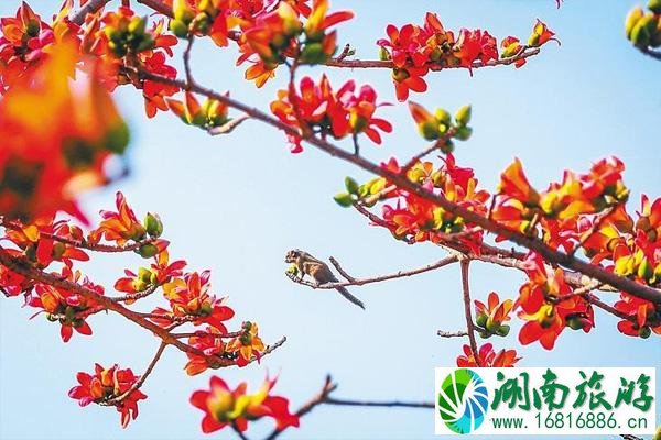 2021海口木棉花哪里最好看 海口木棉花几月份开花