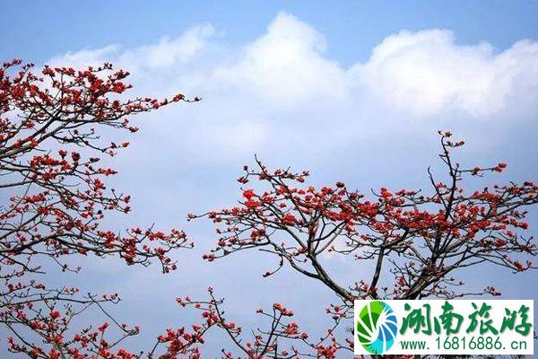 海南木棉花哪里最好看 海南木棉花最佳赏花地点