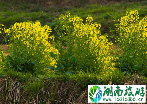 2022汉中油菜花什么时候开(附赏花攻略)