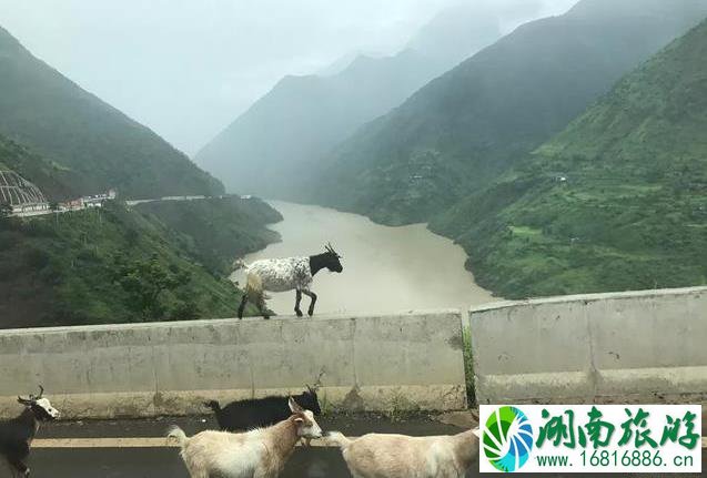 去丽江旅游跟团好还是自由行好