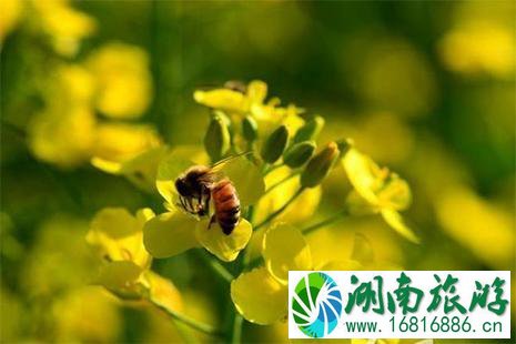 2022云南罗平油菜花期 1月底到3月中旬