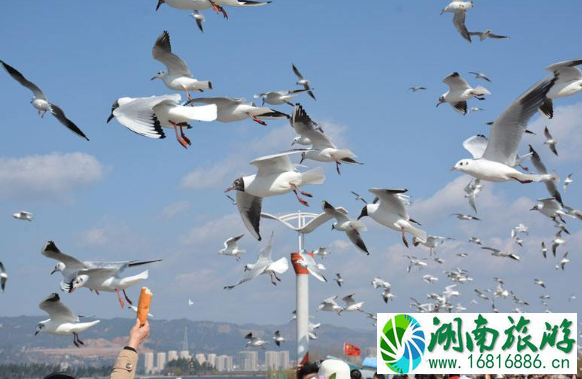 抖音喂海鸥的地方在哪里 滇池海鸥几月份有 昆明看海鸥最佳时间