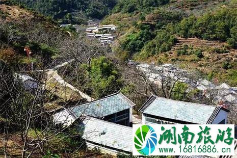 2022云南无量山樱花节 时间+地点+交通