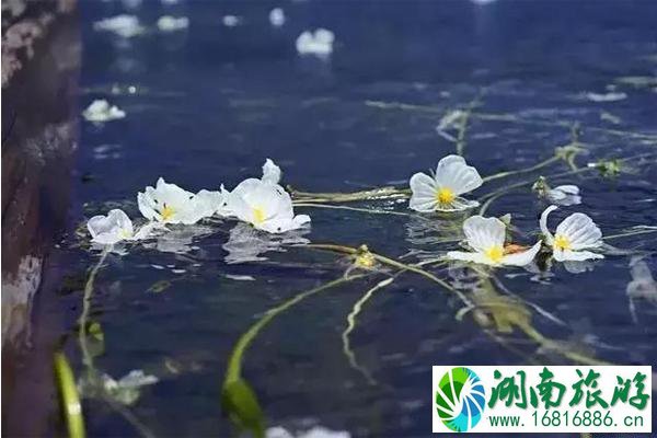 丽江赏花夏季推荐