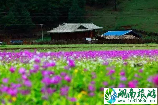 丽江赏花夏季推荐