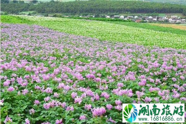 丽江赏花夏季推荐