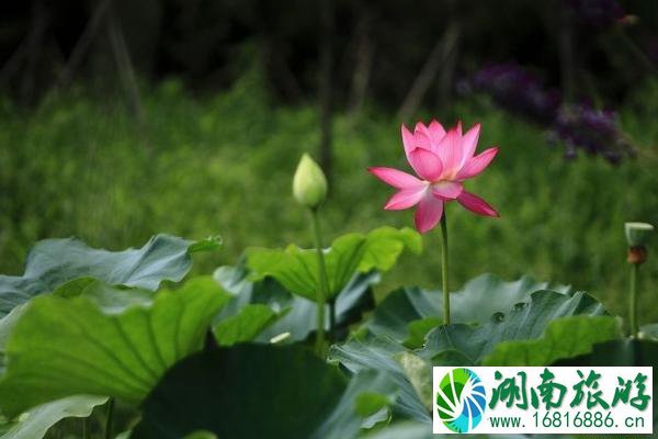 昆明荷花几月份开 2022昆明荷花观赏地点推荐+门票+最佳观赏时间