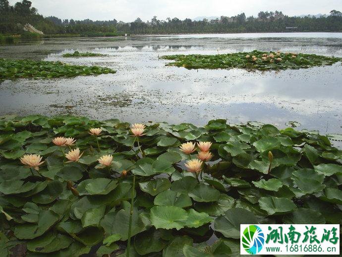 昆明荷花几月份开 2022昆明荷花观赏地点推荐+门票+最佳观赏时间