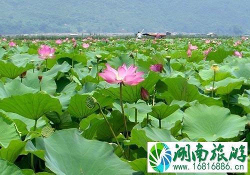 昆明荷花几月份开 2022昆明荷花观赏地点推荐+门票+最佳观赏时间