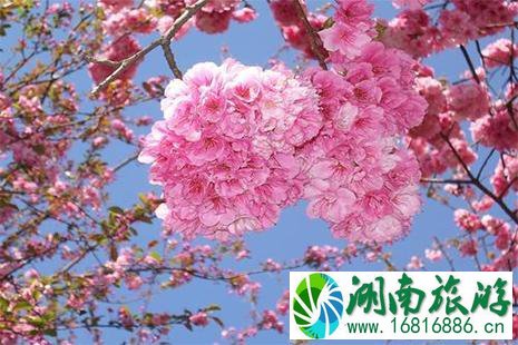 2022昆明圆通山樱花节3月1日开启