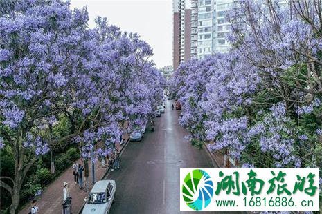 昆明蓝花楹最多的地方