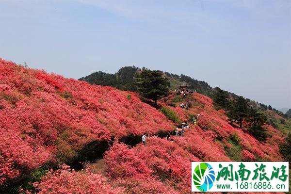 昆明轿子雪山的出行方式推荐 昆明轿子雪山旅游攻略