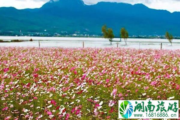 丽江格桑花海在哪里看