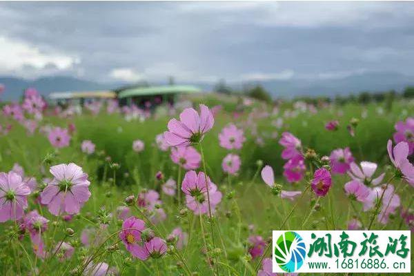 大理哪里格桑花海好看