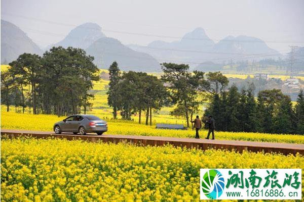 2020云南罗平油菜花景区恢复开放和对全国医护人员免费景区