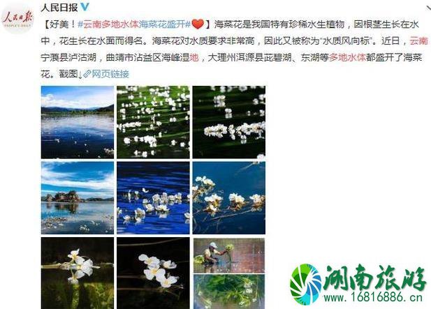 云南有海菜花的地方 云南看海菜花旅游攻略