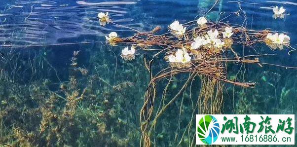 云南有海菜花的地方 云南看海菜花旅游攻略