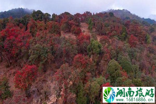 云南盈江杜鹃花开了 赏花地在哪里