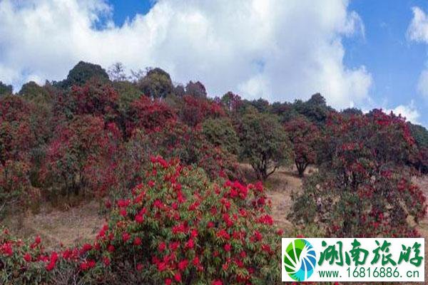 云南盈江杜鹃花开了 赏花地在哪里