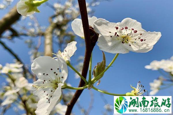 昆明万溪冲梨花什么时候开 2021昆明万溪冲梨花节攻略