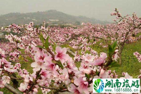 云南普者黑桃花几月开 云南普者黑旅游攻略