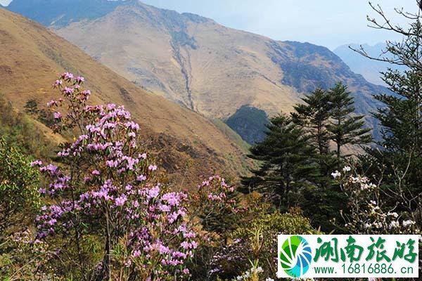 2021昆明轿子雪山景区门票恢复原价-门票优惠政策