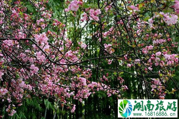 昆明3月赏花的地方 最佳赏花景点推荐