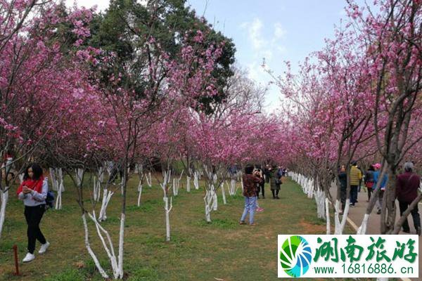 昆明圆通山樱花2022年开了没