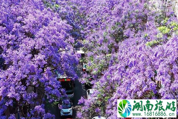 2022昆明蓝花楹最佳观赏时间及地点 蓝花楹雪糕在哪里买