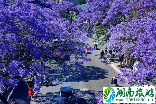 2022昆明蓝花楹几月份开花 昆明蓝花楹最佳观赏时间