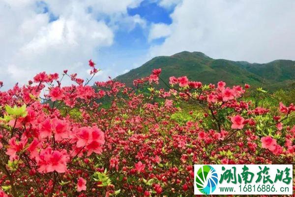 2021大理杜鹃花海在哪里-大理清水朗山杜鹃花最佳观赏期