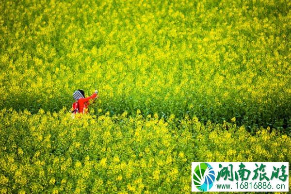 云南罗平看油菜花攻略 云南罗平油菜花最好的地方