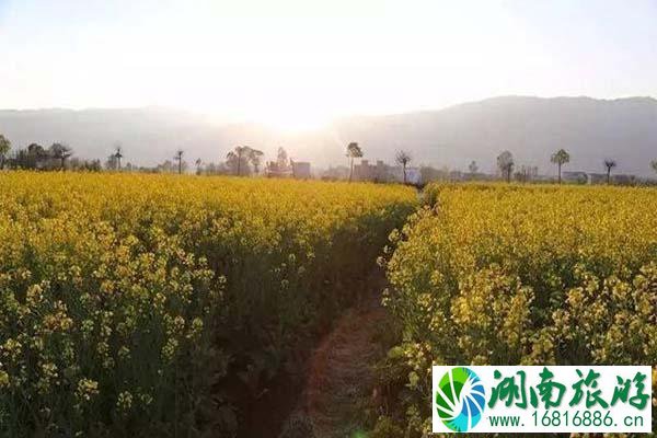 大理观赏油菜花的地方 几月份开放