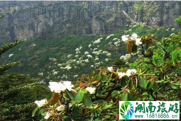 昆明轿子雪山杜鹃花什么时候开