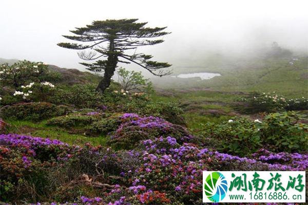 昆明轿子雪山杜鹃花什么时候开