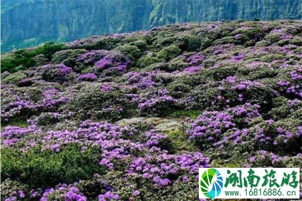 昆明轿子雪山杜鹃花什么时候开