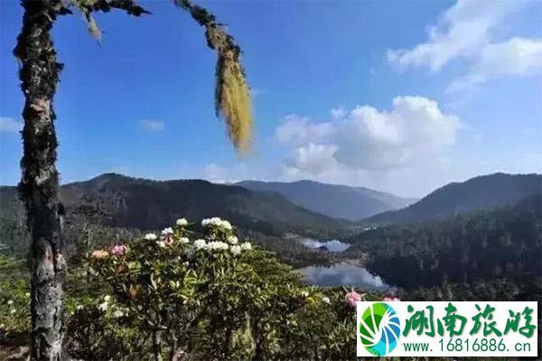 丽江老君山杜鹃花介绍 什么时候开