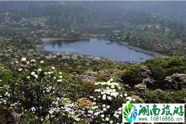 丽江老君山杜鹃花介绍 什么时候开