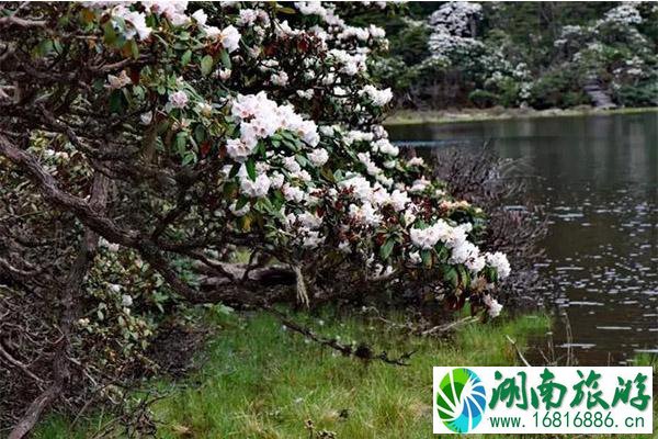 丽江老君山杜鹃花介绍 什么时候开