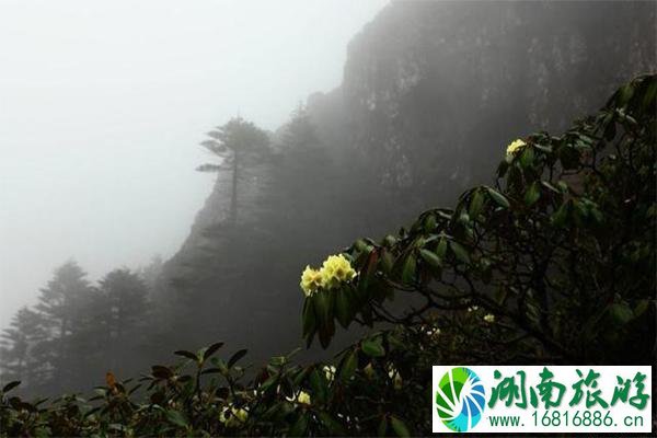 昆明轿子雪山介绍 轿子雪山地址-交通指南